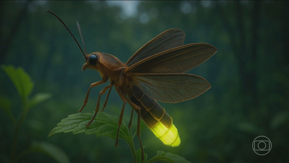 Cientistas alertam para risco de extinção dos vaga-lumes — Foto: Reprodução/TV Globo