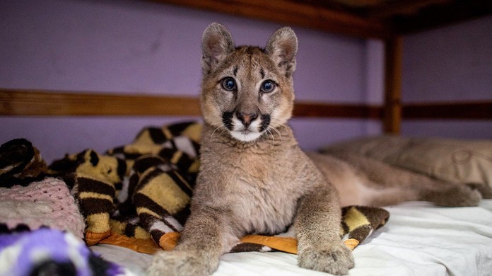 Fam lia de Buenos Aires tinha filhote de puma como bicho de
