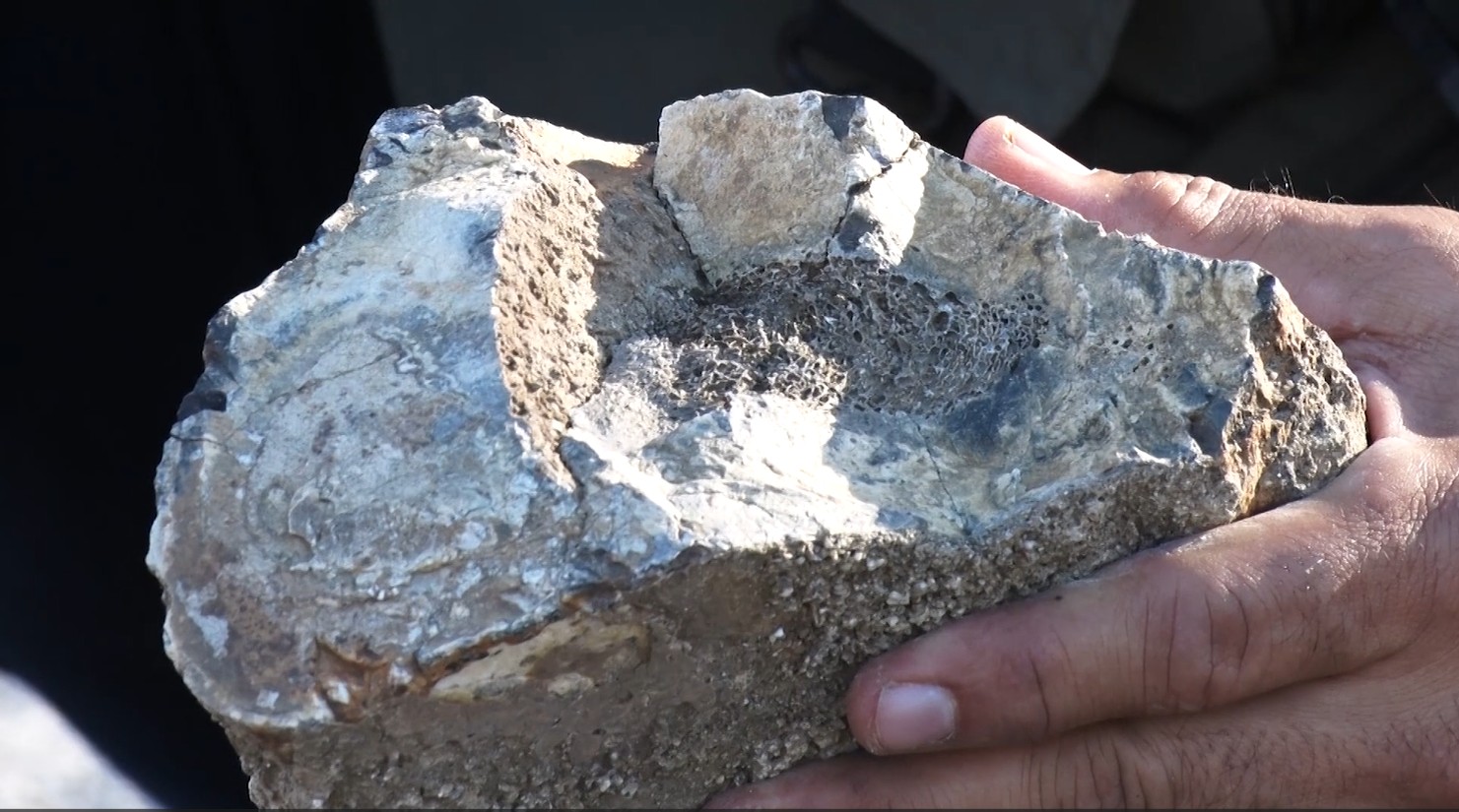 Seca em lagoa revela fósseis de animais pré-históricos e pinturas rupestres de 10 mil anos em Caruaru