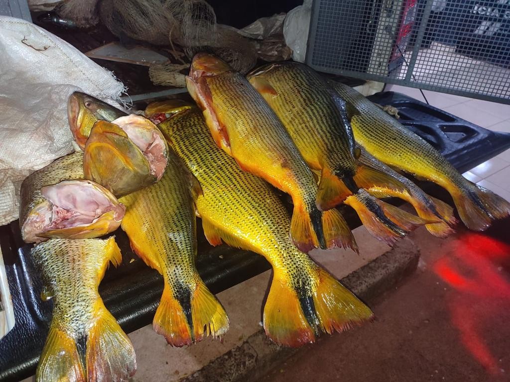 Suspeito de transportar 35 kg de 'peixe dourado' é preso por comércio ilegal em MT