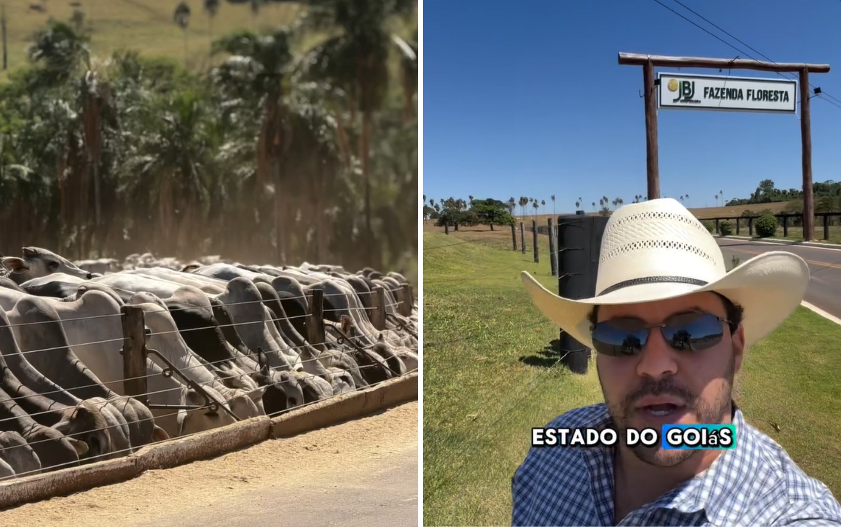 Agrônomo mostra fazenda com até 20 mil cabeças de gado e imagens impressionam: ‘Um espetáculo’
