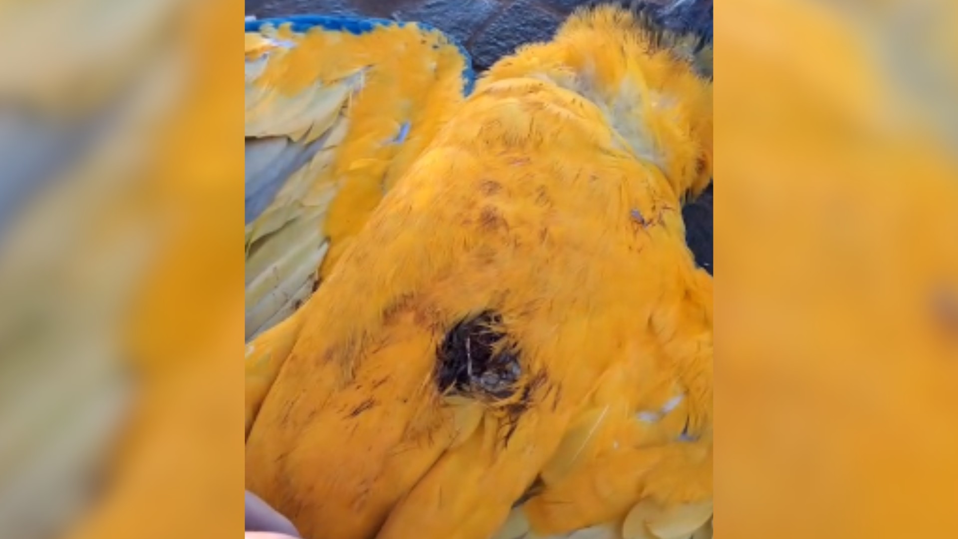 VÍDEO: protegida por lei, arara-canindé é encontrada morta com marca de tiro em praça de MG