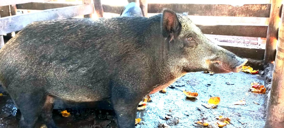 Mulher é multada em R$ 2,6 mil por manter javaporcos em cativeiro, em Caiuá (SP) — Foto: Polícia Ambiental