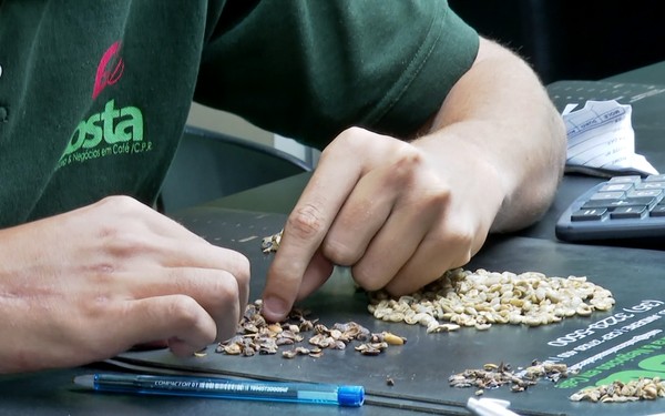 Com preço recorde da safra, café foi o principal responsável pela exportação do agronegócio mineiro em 2024 — Foto: Reprodução EPTV