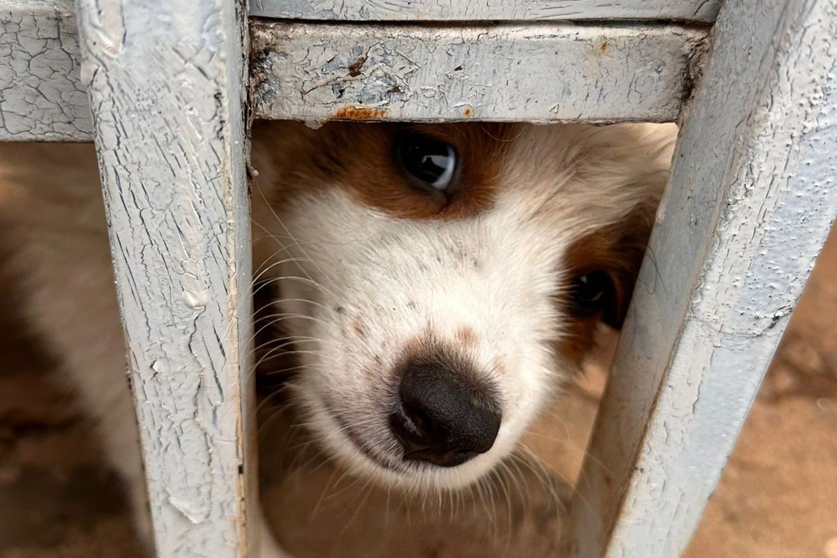 Mulher é presa em flagrante por maus-tratos a 7 cães em Campo Grande