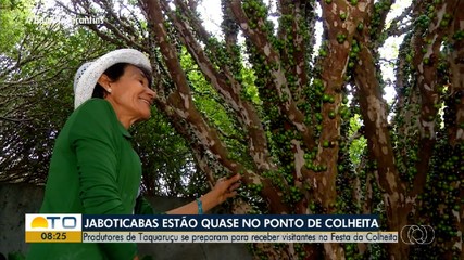 Produtores de Taquaruçu se preparam para receber visitantes na Festa da Colheita
