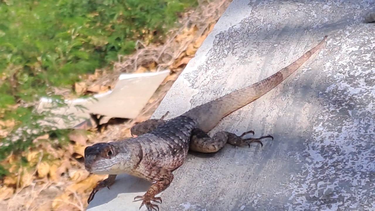 Invasão de nova espécie de lagarto a Fernando de Noronha é investigada por pesquisadores 