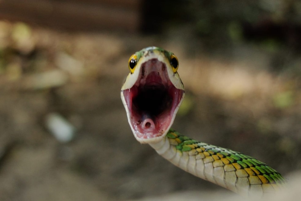 Você sabe como as cobras respiram?, Terra da Gente