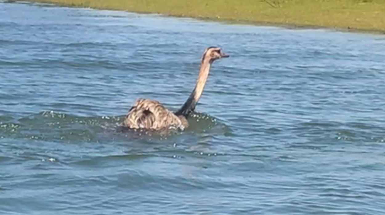 Veja o vídeo das emas que atravessaram o Rio Grande nadando; comportamento é pouco conhecido
