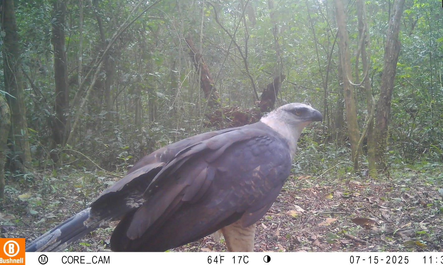 Águia mais rara do Brasil, uiraçu é filmado pela primeira vez no Parque Nacional do Iguaçu
