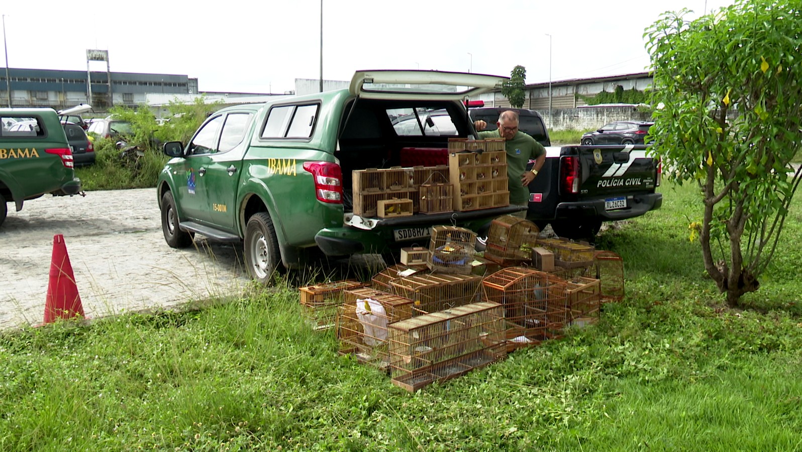 Ibama resgata 85 aves e prende quatro pessoas por tráfico de animais silvestres na Feira de Oitizeiro, em João Pessoa