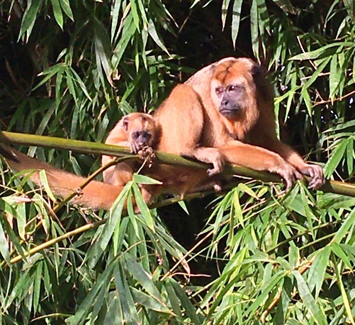 Filhote de bugio ameaçado de extinção aparece acompanhado da mãe em mata na zona urbana e chama a atenção em Presidente Venceslau