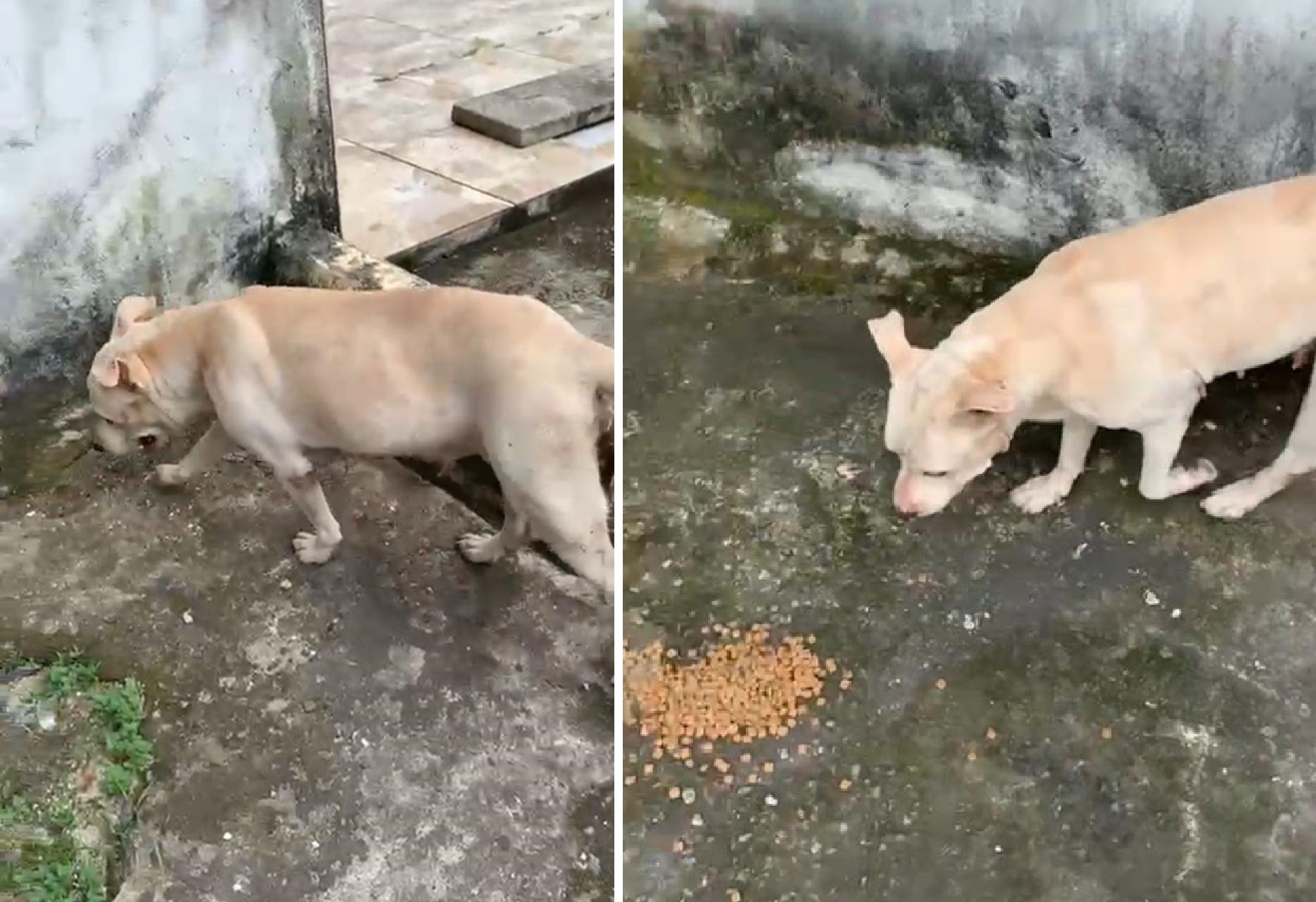 Cadela da raça pitbull tem cauda cortada e é abandonada em Maceió