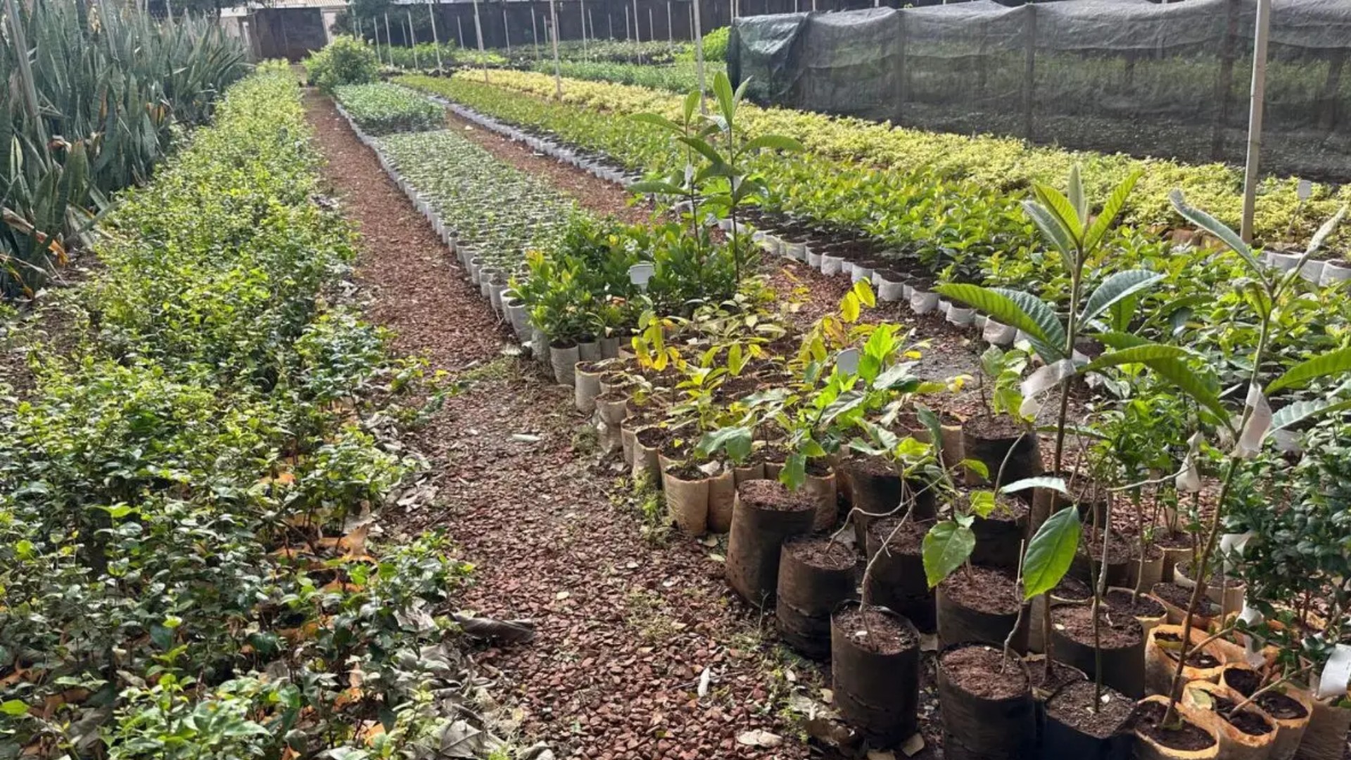 Semana da Árvore: como ganhar mudas de ipês, frutas e flores gratuitas em Campo Grande