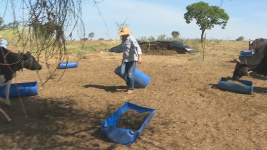 Qualidade da pastagem cai com estiagem e preocupa pecuaristas - Produtores de Presidente Prudente e Rancharia (SP) investem em silagem e suplementação para manter a produtividade de gado leiteiro durante a estiagem.