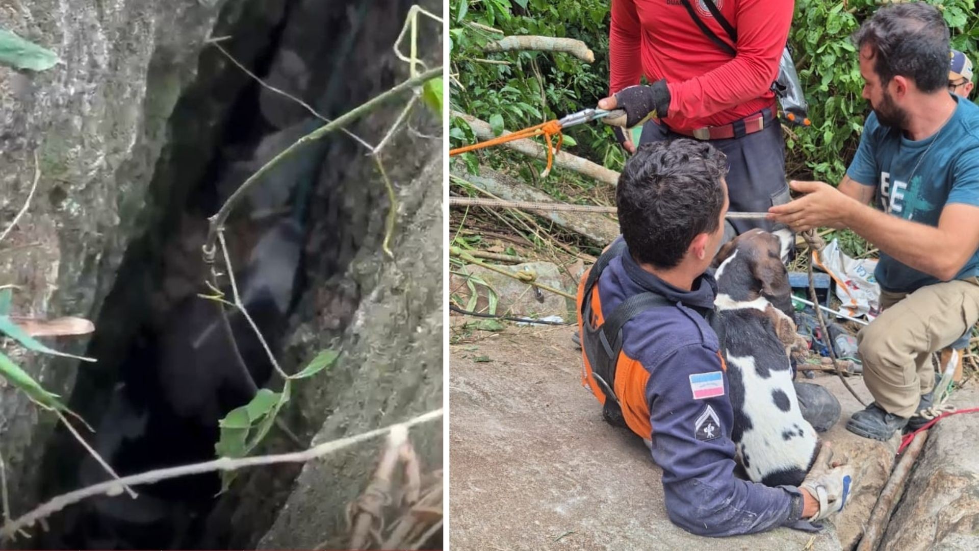 VÍDEO: cadela fica presa por 3 dias em fresta de rocha e resgate mobiliza Bombeiros no ES