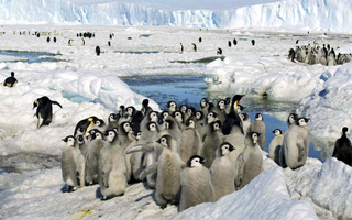 Cientistas estimam morte de 100% de bebês pinguins na Antártica por derretimento precoce do gelo