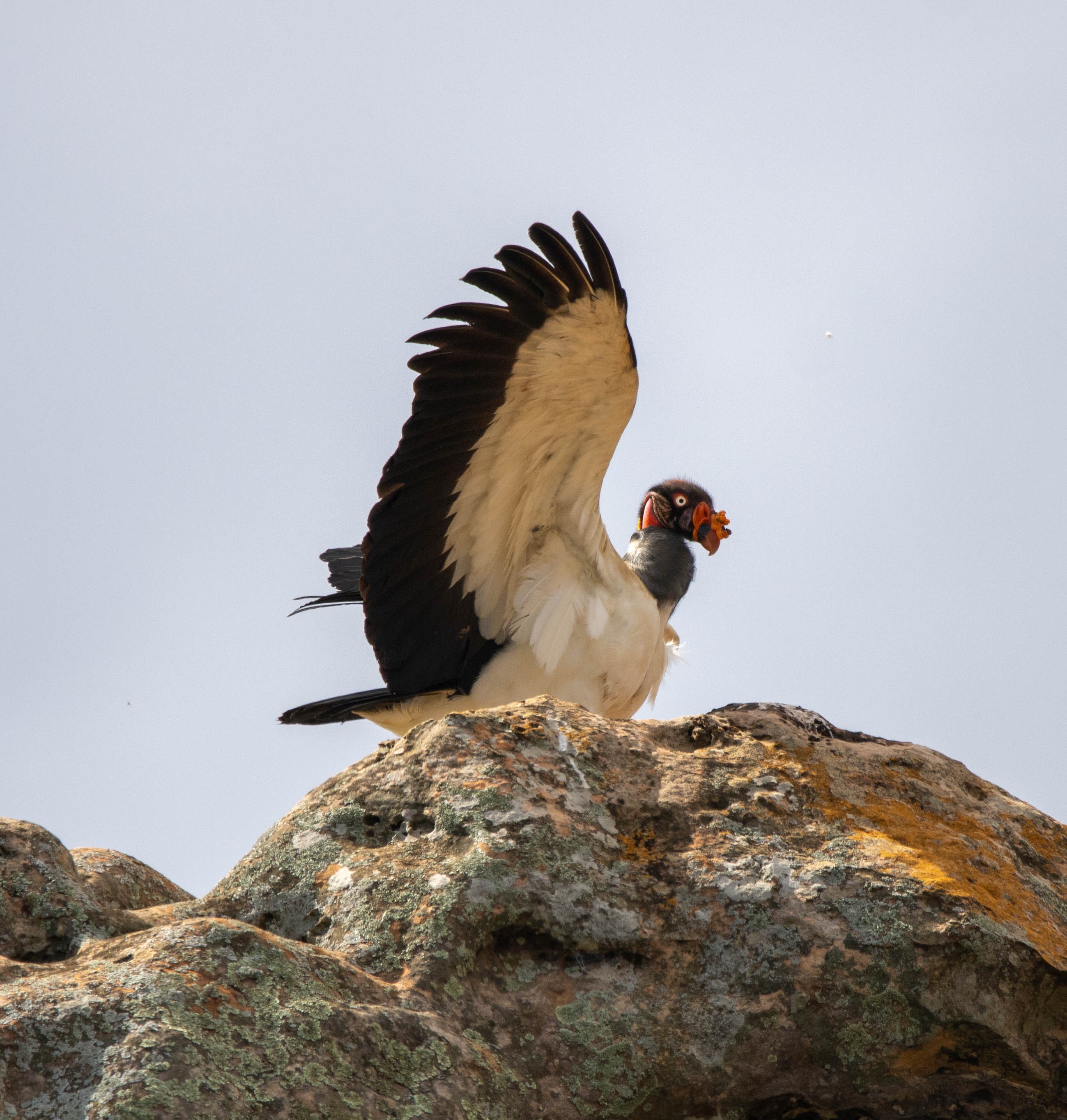 Kral Akbaba (Sarcoramphus papa) — Fotoğraf: Carol Ferreira