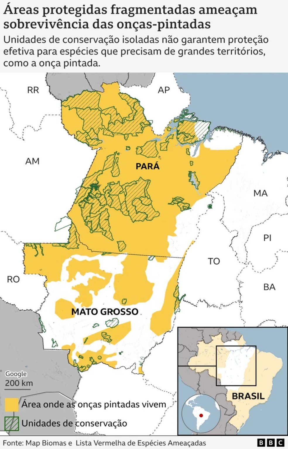 Áreas protegidas fragmentadas ameaçam sobrevivência das onças pintadas — Foto: BBC