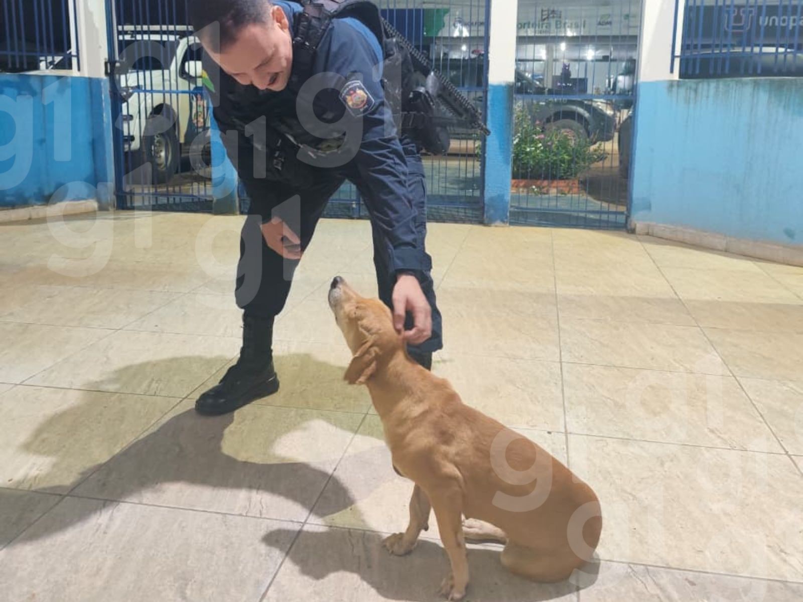 Cadela que ficou ao lado de corpo do tutor à espera de resgate é adotada pela PM: 'Companhia para a gente'