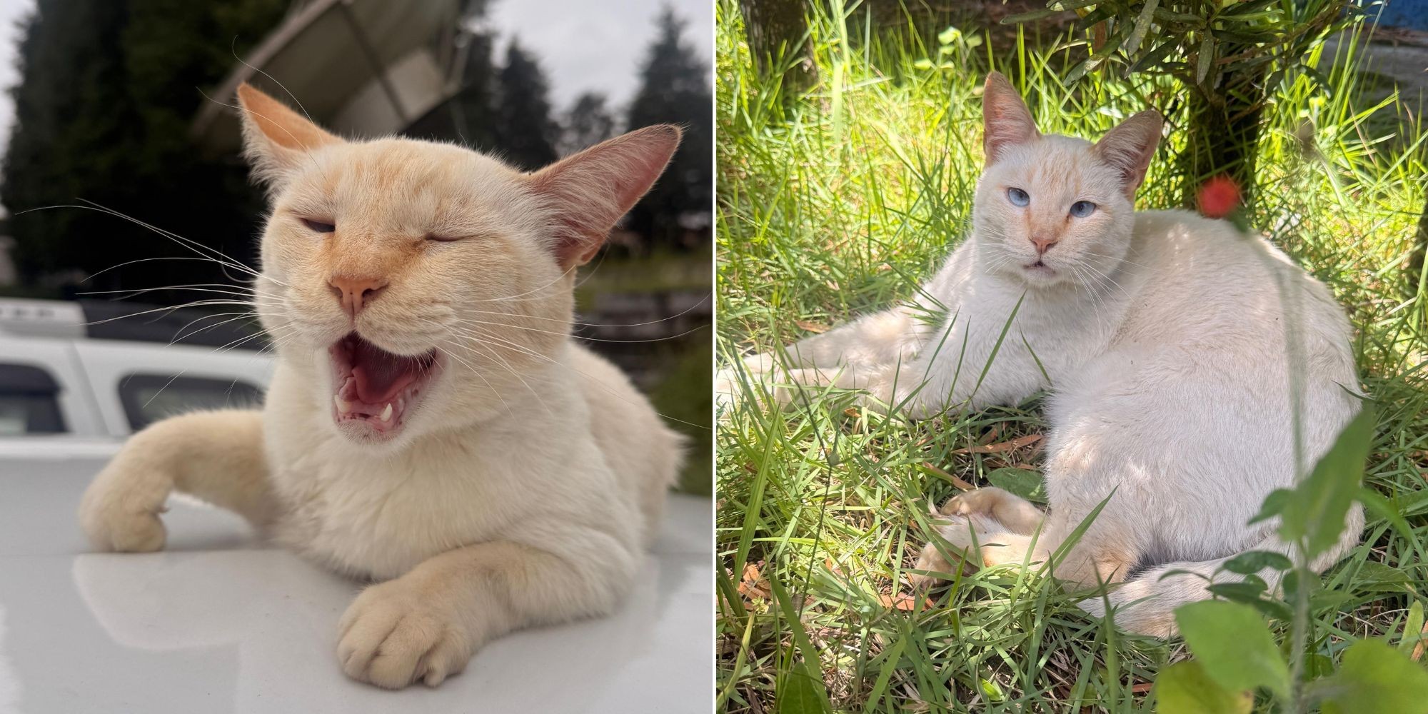 Conheça o Gordo, gato que virou mascote e vive há 8 anos na TV Diário em Mogi das Cruzes