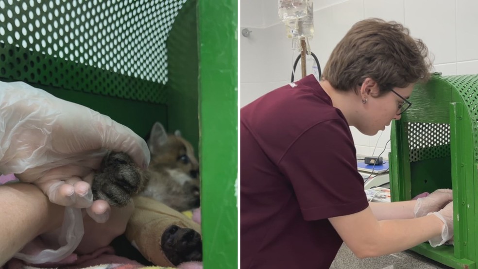 Filhote de onça-parda resgatado em plantação de cana recebe cuidados na Unesp de Botucatu — Foto: Adriano Baracho/TV Tem