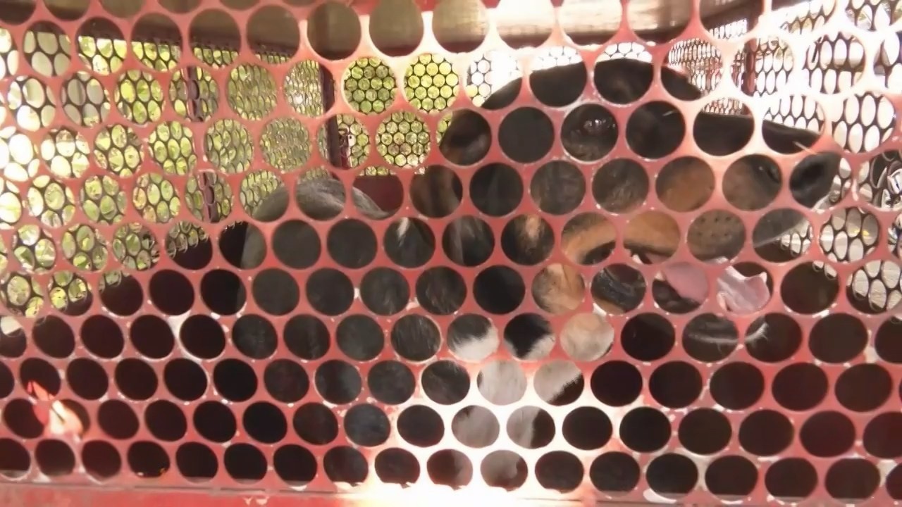 Cachorro é capturado após ataques a pedestres e motociclistas em Divinópolis