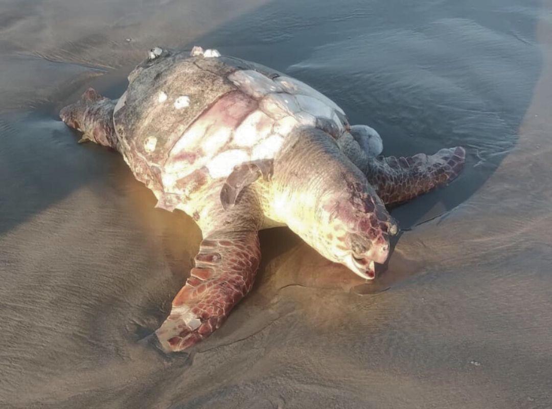 Tartaruga de 54 quilos e ameaçada de extinção é encontrada no litoral de SP