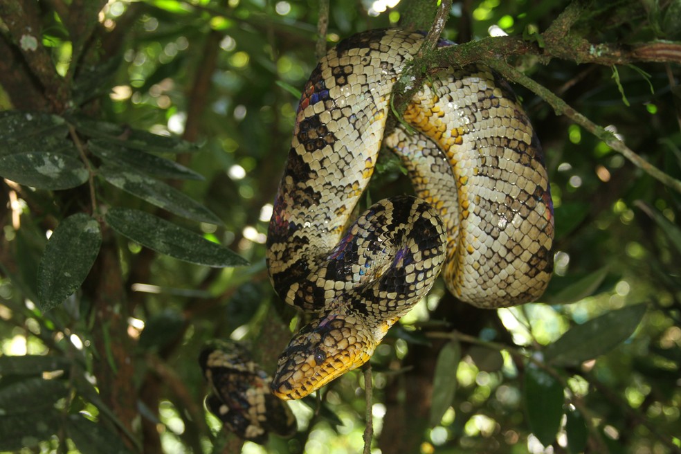 Em 2017, equipe do projeto monitorou uma fêmea da espécie, animal foi batizado de Dona Crô — Foto: Projeto Jiboia-do-ribeira