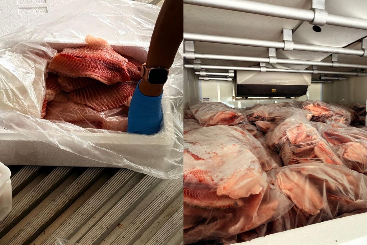 Cinco toneladas de tilápia sem origem comprovada são apreendidas em Campo Grande