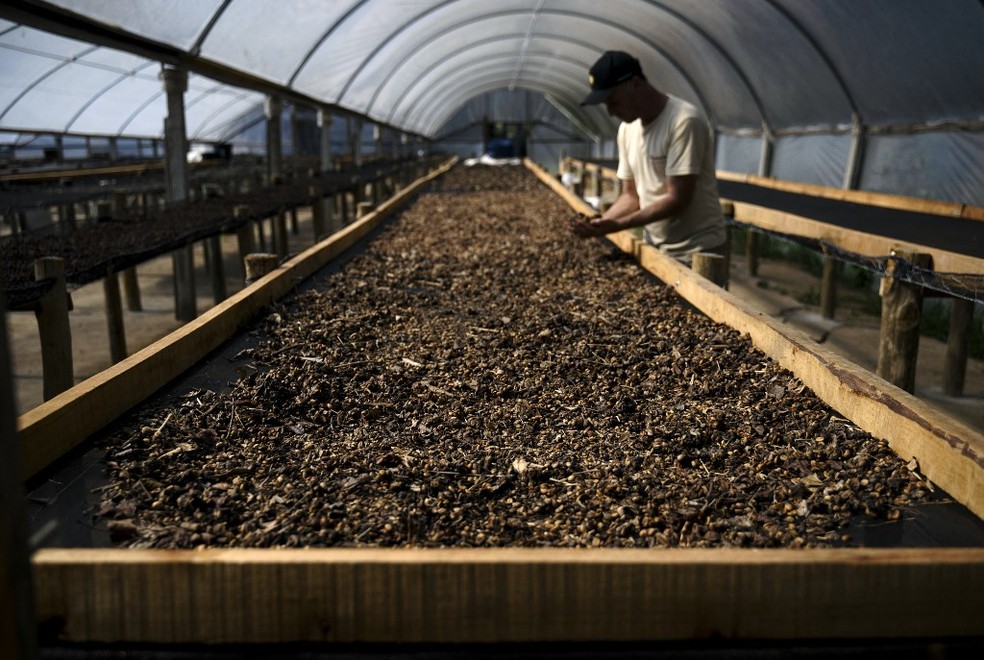 Café tem notas doces e boa acidez, afirma analista — Foto: CARL DE SOUZA / AFP