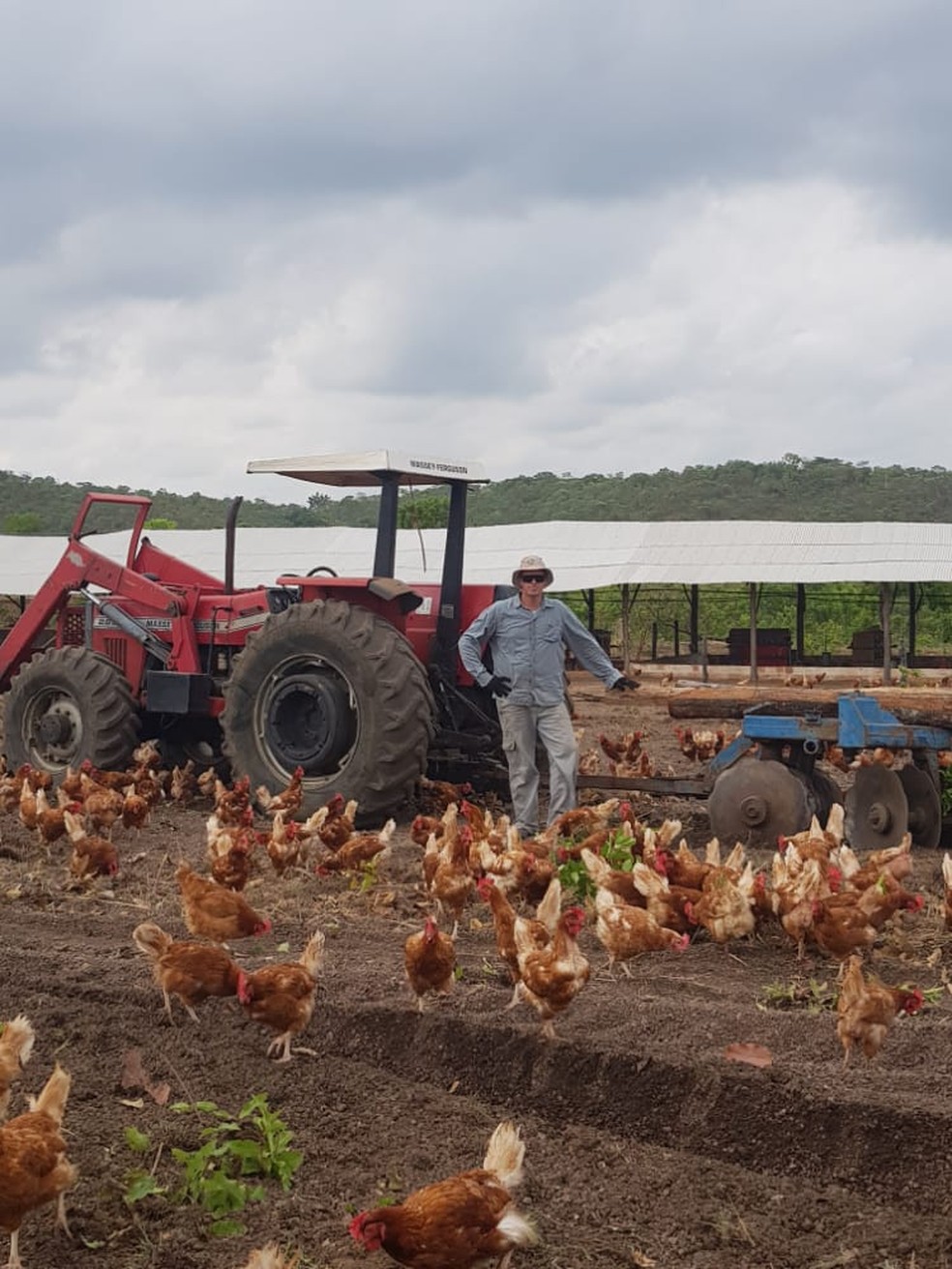 O modelo caipira adotado na Granjas BS prioriza o bem-estar das aves e a produção sustentável, com manejo realizado a campo aberto e controle de qualidade em todas as etapas. — Foto: Acervo Granjas BS