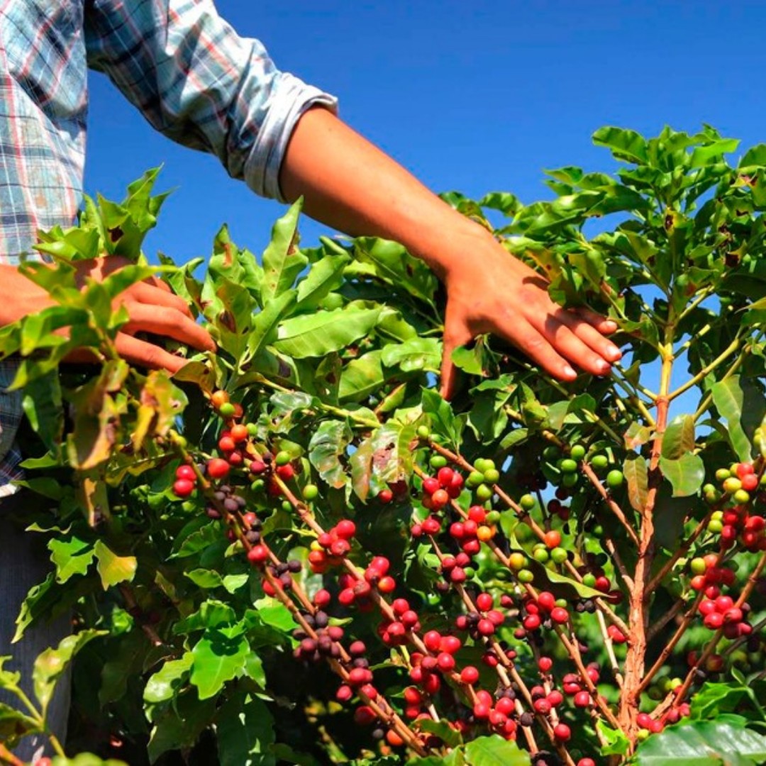 Produtor rural sustenta a força cafeeira de Patrocínio