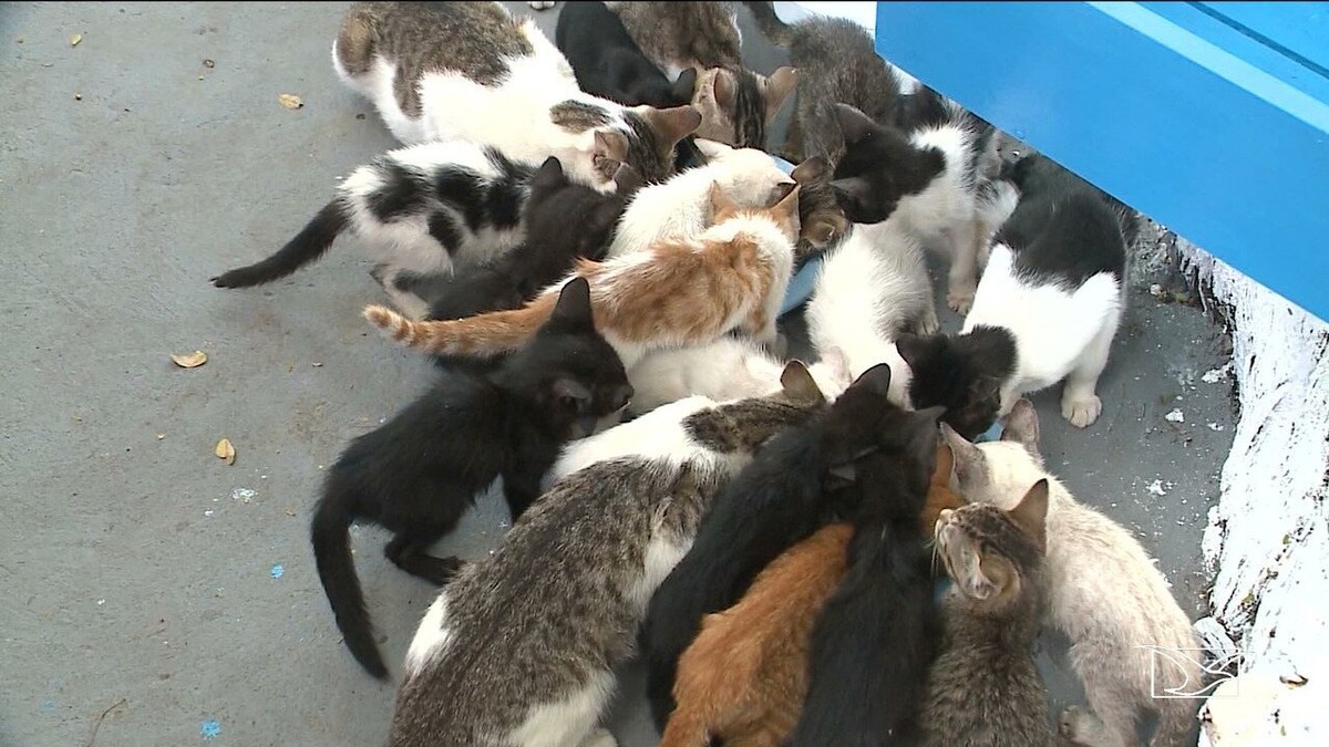 Casa abandonada e lotada de gatos vira problema para moradores do