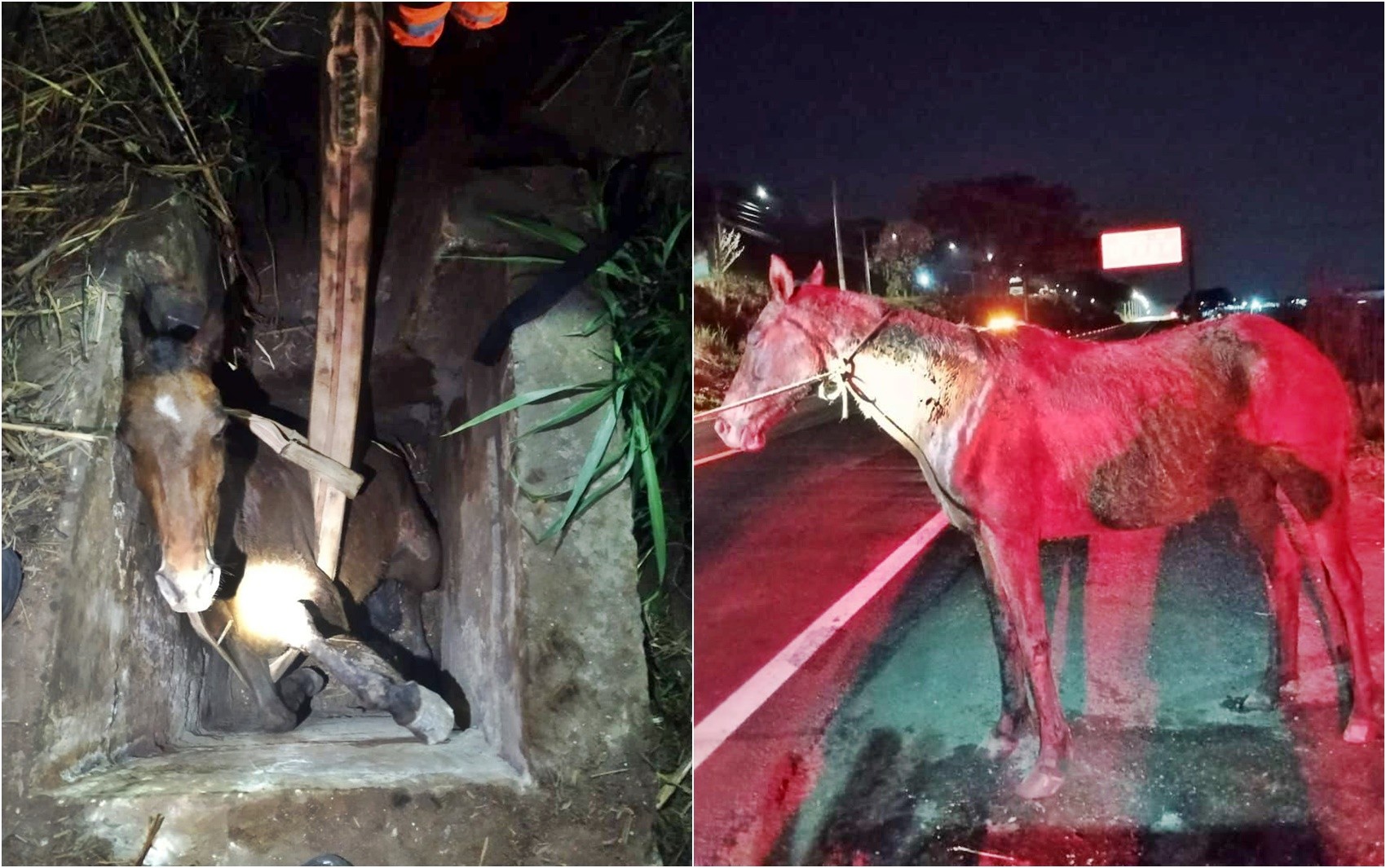 Cavalo é resgatado após cair em vala de contenção na MG-167, entre Varginha e Três Pontas, MG