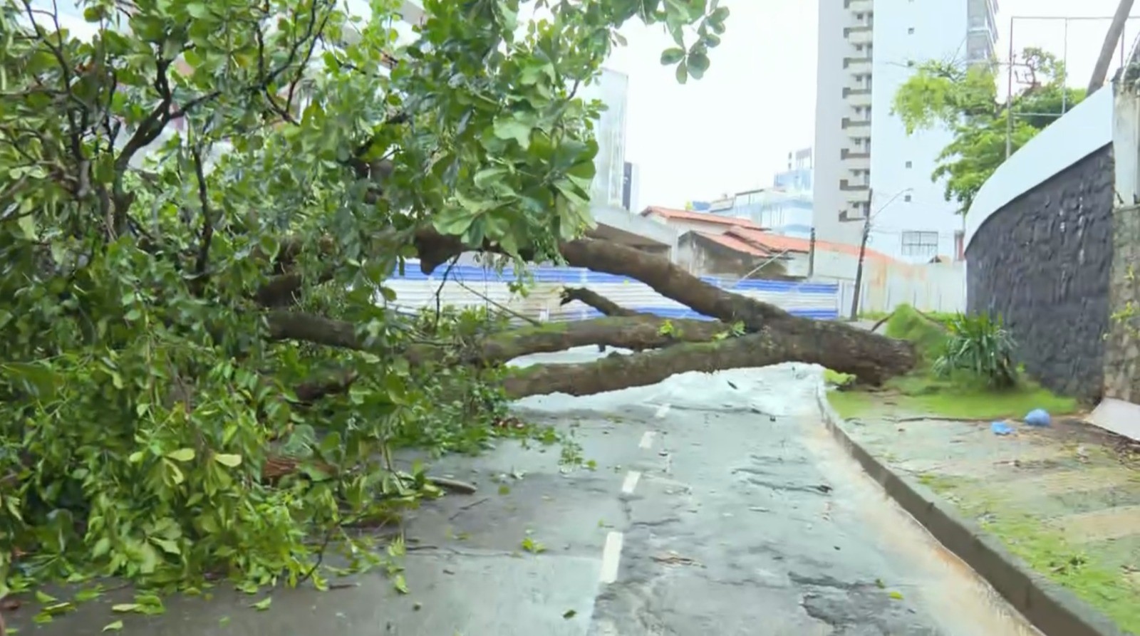 Árvore atravessada na pista e ameaças de deslizamento: frente fria causa transtornos em Salvador
