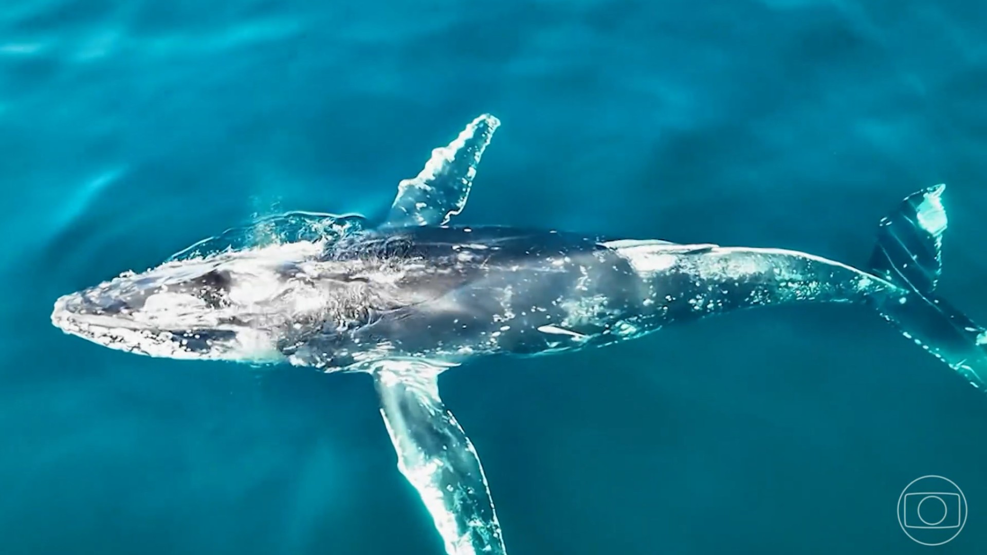 Baleias-jubarte atravessam oceanos, passam pelo Brasil e fazem maior deslocamento já registrado