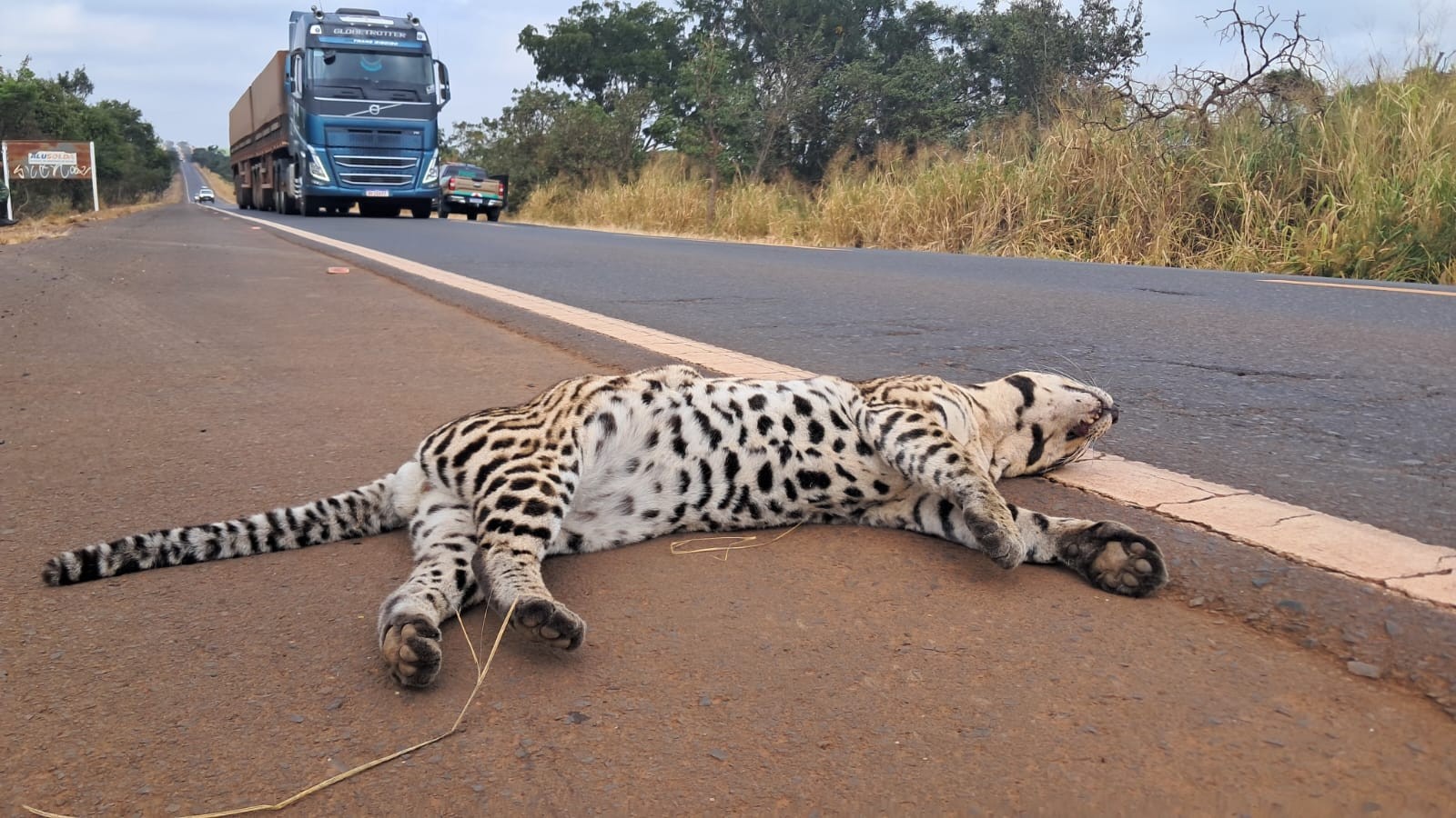 Jaguatirica é encontrada morta em rodovia próxima a Tupaciguara