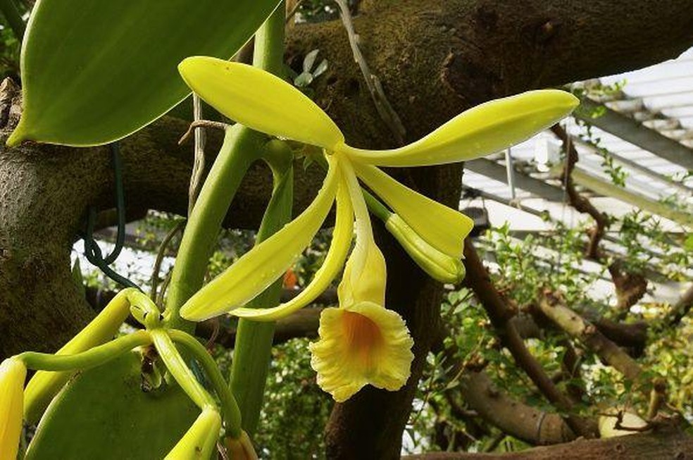 A baunilha — um dos condimentos mais caros do mundo — é extraída a partir de uma planta da família das orquídeas — Foto: BBC