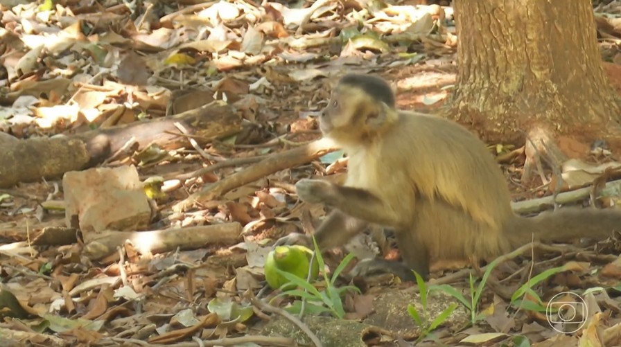 Insistência das pessoas em alimentar macacos-prego causa aumento dos ataques a visitantes em parques ecológicos