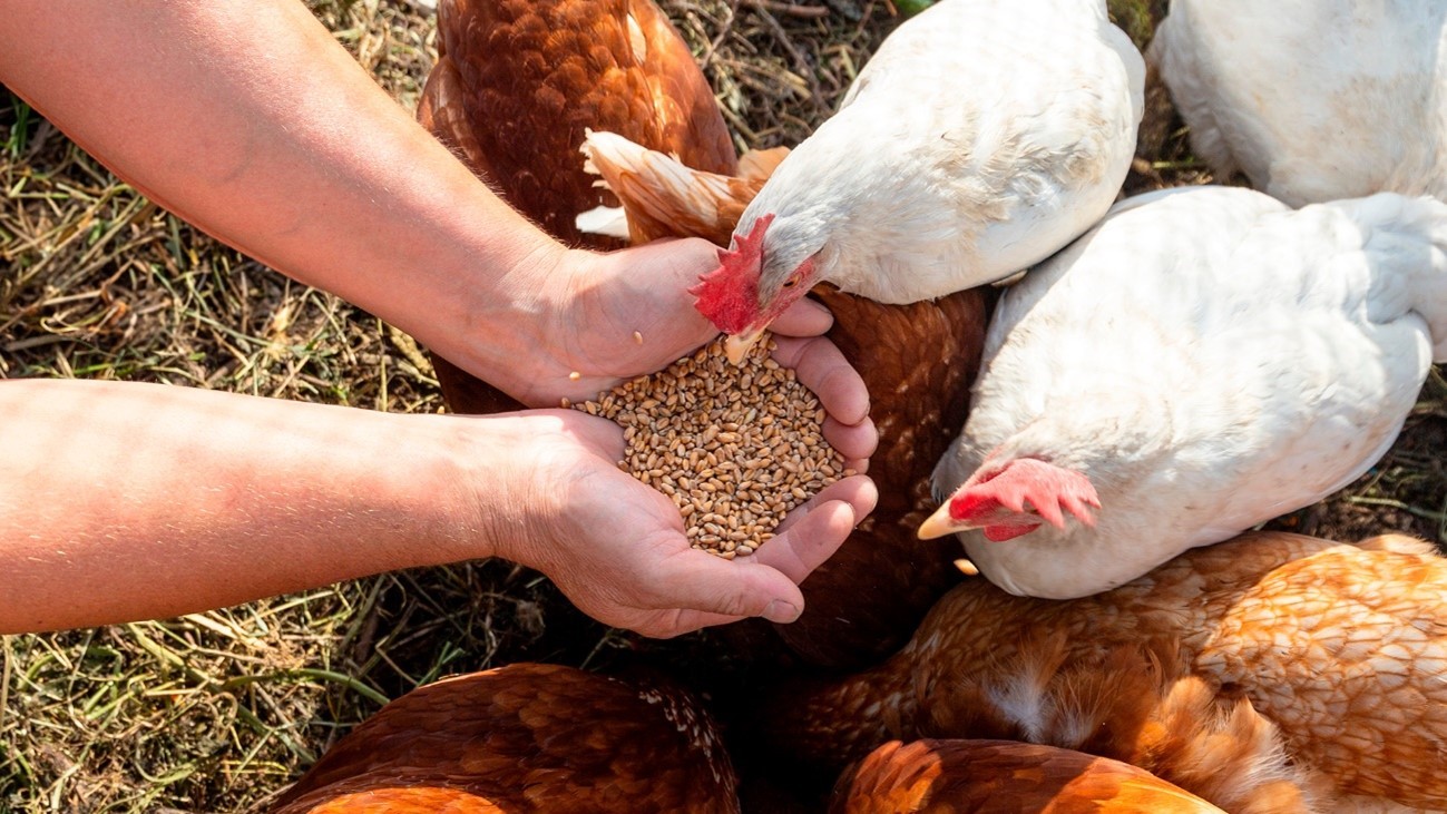 Pecuária: A alimentação adequada para cada criação