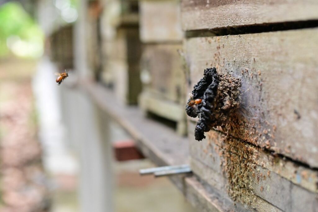 Regularização de abelhas sem ferrão em busca unir preservação e renda em  Parintins