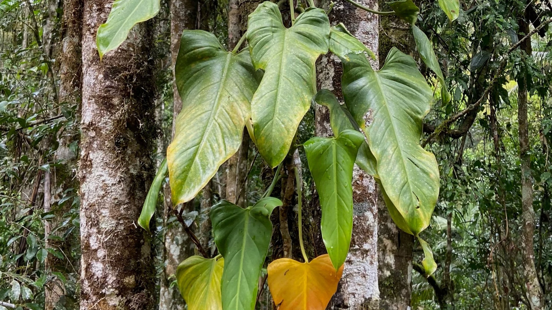 Nova espécie de planta é descoberta em fotografias de observação de aves no ES