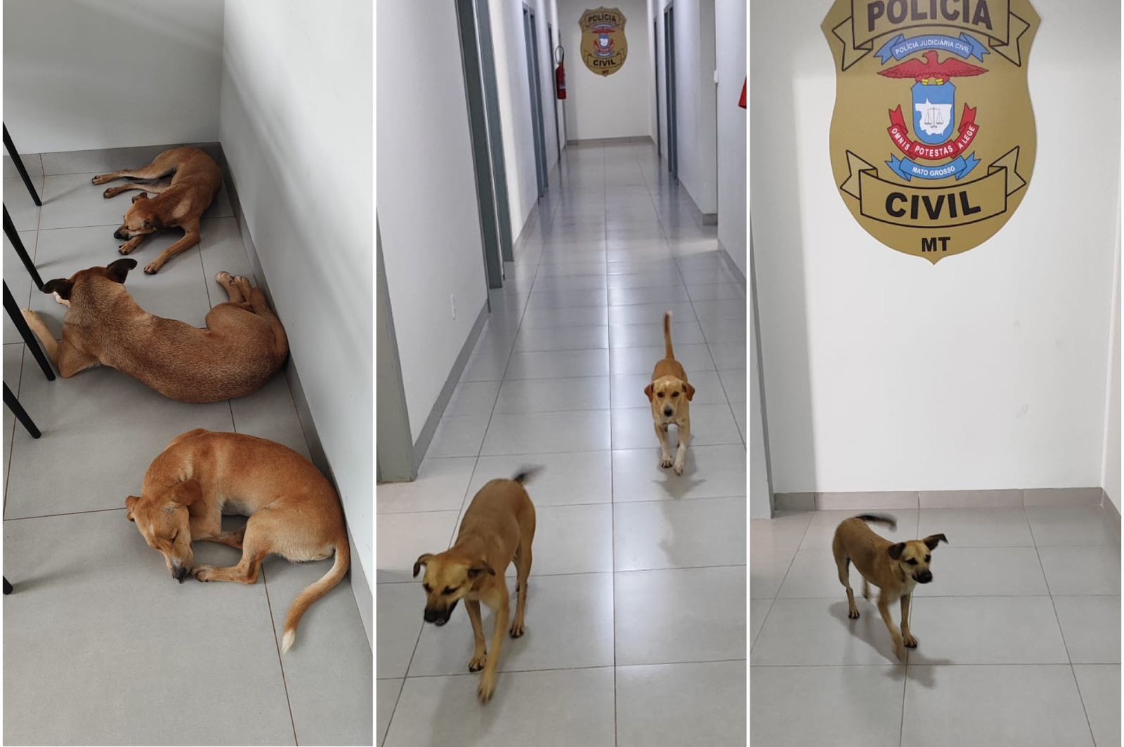 VÍDEO: 'tropa dos caramelos' vigia delegacia e acompanha policiais em MT