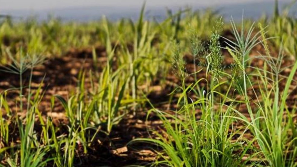 Herbicidas do Futuro - Kyojin da IHARA - Chega de ervas daninhas na lavoura  