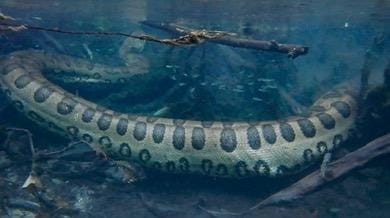 Turista australiano fica 'cara a cara' com sucuri gigante nas águas cristalinas de Bonito em MS