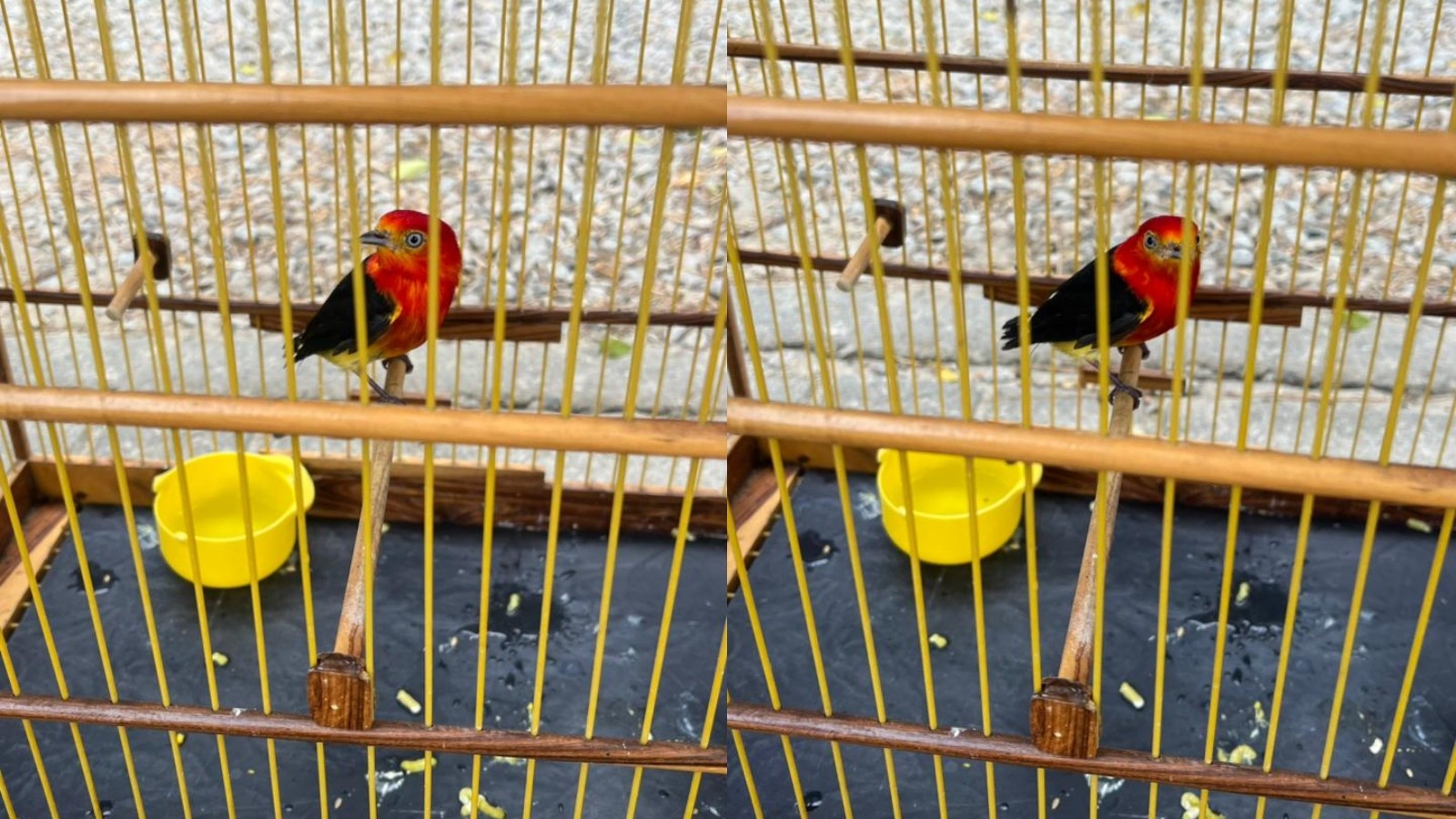 Polícia apreende 170 aves silvestres durante fiscalização em feira da Grande Fortaleza; homem é preso