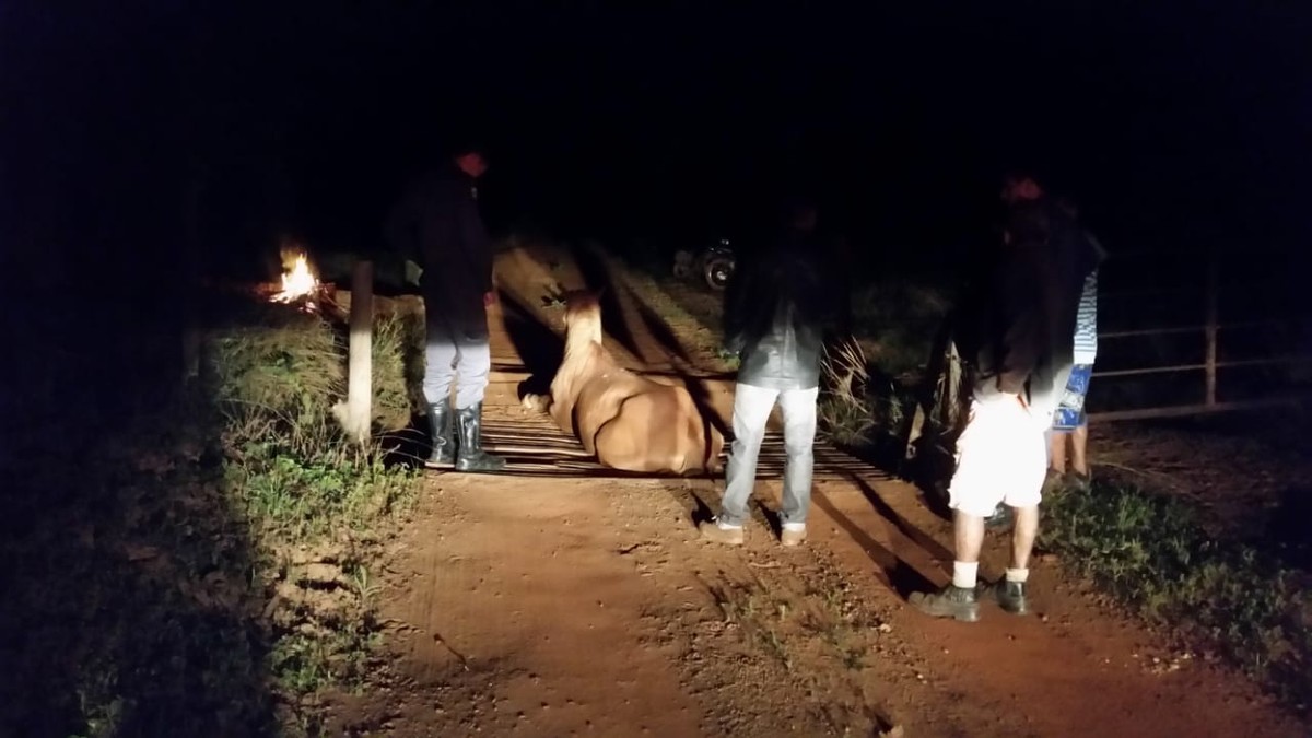 Bombeiros resgatam cavalo que caiu em mata-burro em fazenda de Anápolis, Goiás