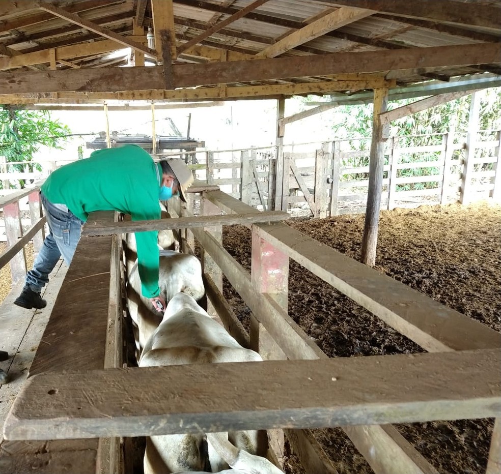 Maranhão é reconhecido pelo governo federal como zona livre de febre aftosa sem vacinação — Foto: Divulgação/Aged-MA
