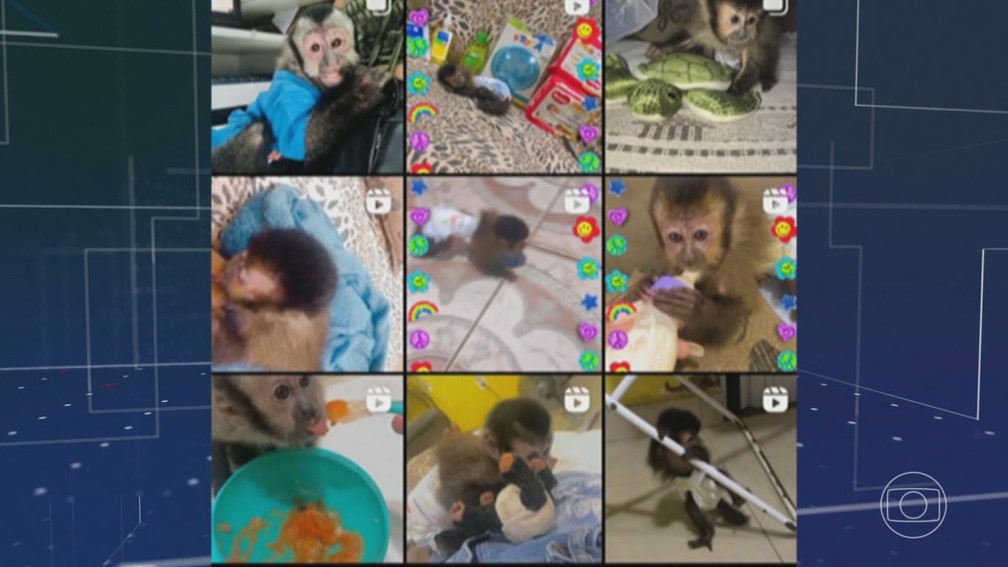 Macaco-prego tem uma página só dele, onde é exibido em várias fotos como se fosse uma criança. — Foto: JN